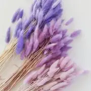 らいむの画像
