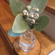さちのすけ