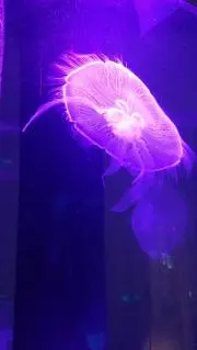 ふじこ