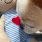 レンの画像