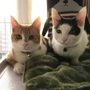 2018 abokiki
