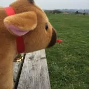 みかんの画像