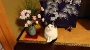skgucchi76の画像