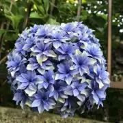 ことの画像