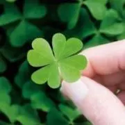 ょっこ