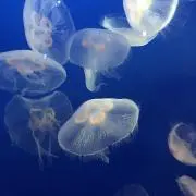 げんの画像