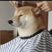 もさの画像