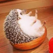 しろねり