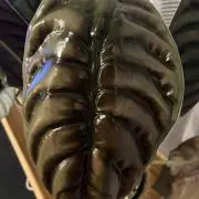 もちうにの画像
