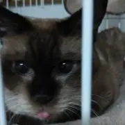 ヒカリ