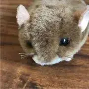 パンダ