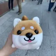 あさりの画像
