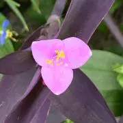 メルモの画像