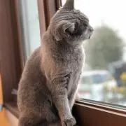 Kapiの画像