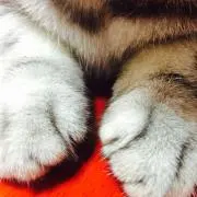 あるみ