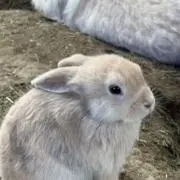 カケラの画像