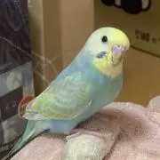 たけ55