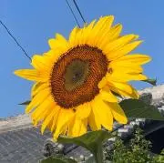 ももとみかんの画像
