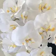 あきの画像