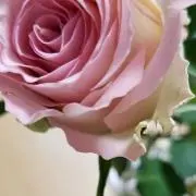 SoNKanaの画像