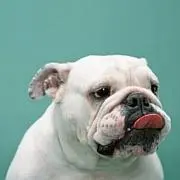 リカちゃんの画像