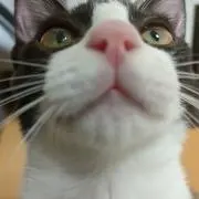 ねこのはなの画像