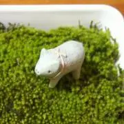わたあめ