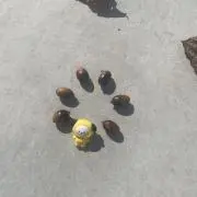やしこの画像