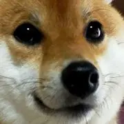 Berberjinの画像
