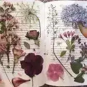 @mocaの画像