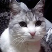 ひらめ