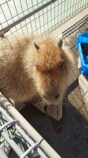 こめっぴ