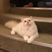 ｙｕｒｉの画像