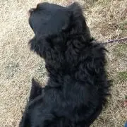 ココアの画像
