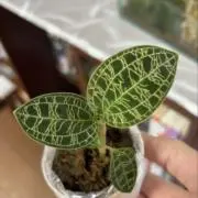 はな