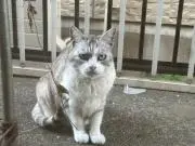 しらすの画像