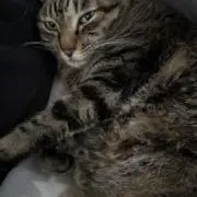 おはようの画像