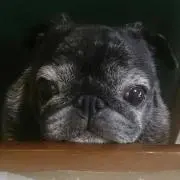 ラムチョ