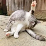 むーの画像