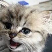 なつきなつきの画像