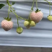 _Uの画像