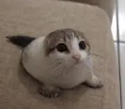 朝比奈