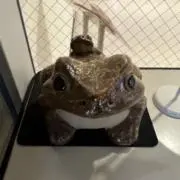 一般短パン小僧（自引きのみ）