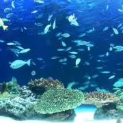 しょーたの画像