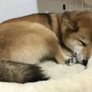 たるたるまーまの画像