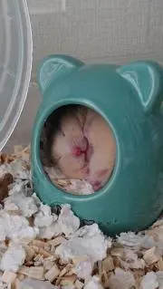 ニケ