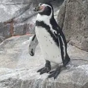 ぺぺぺ