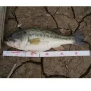 e-bassの画像