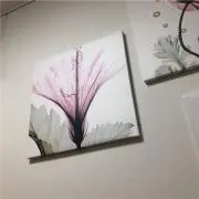ぺんぺんの画像