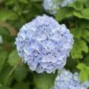 ネコボRの画像